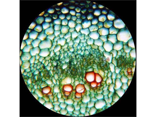 Biological Compound Microscope 40X-1600X Z193473