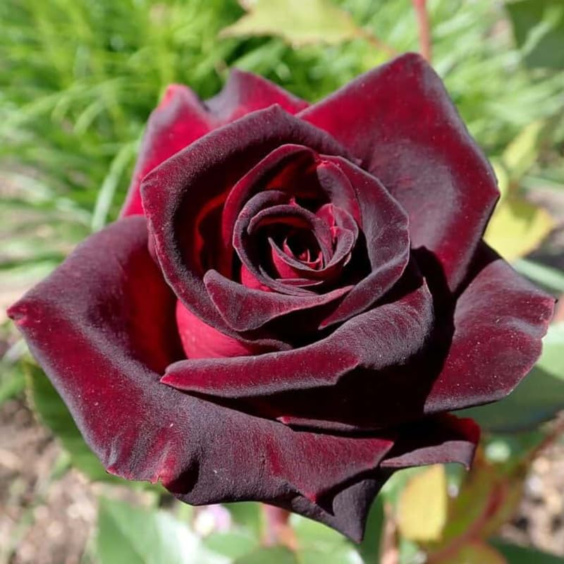 Pink Rose Bush Live Plant U205