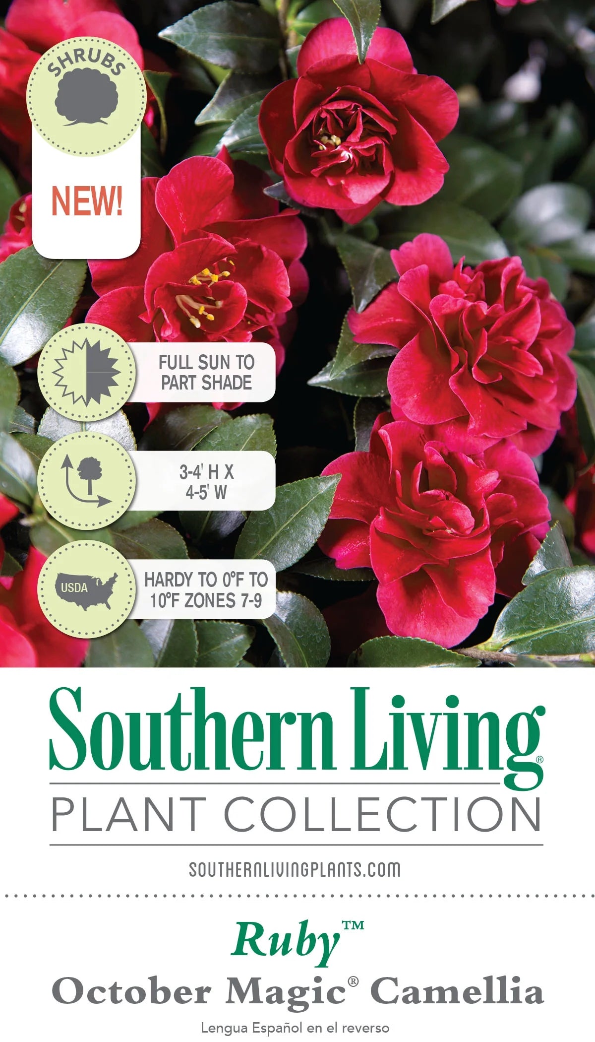 2.5 Quart Flowering Evergreen Shrub with Red Blooms Q235