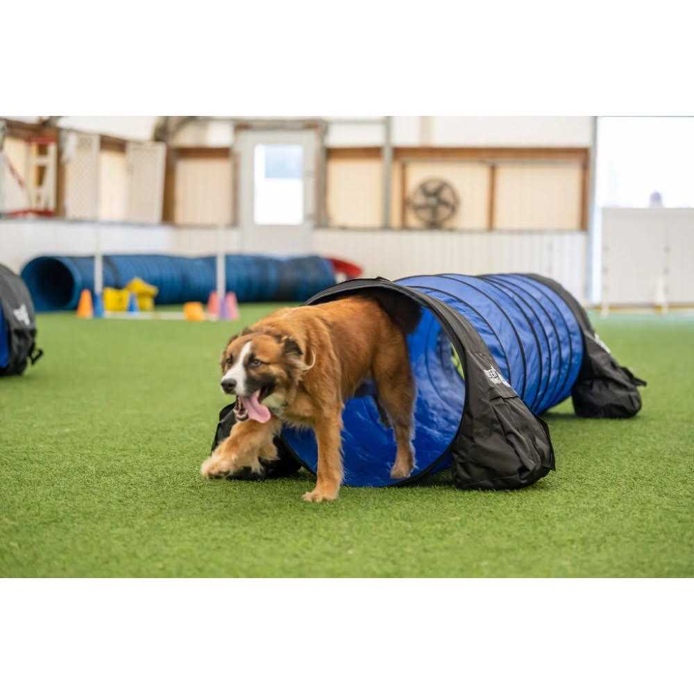 7 Piece Dog Agility Equipment Set O364150