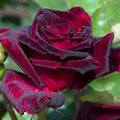 Pink Rose Bush Live Plant U205