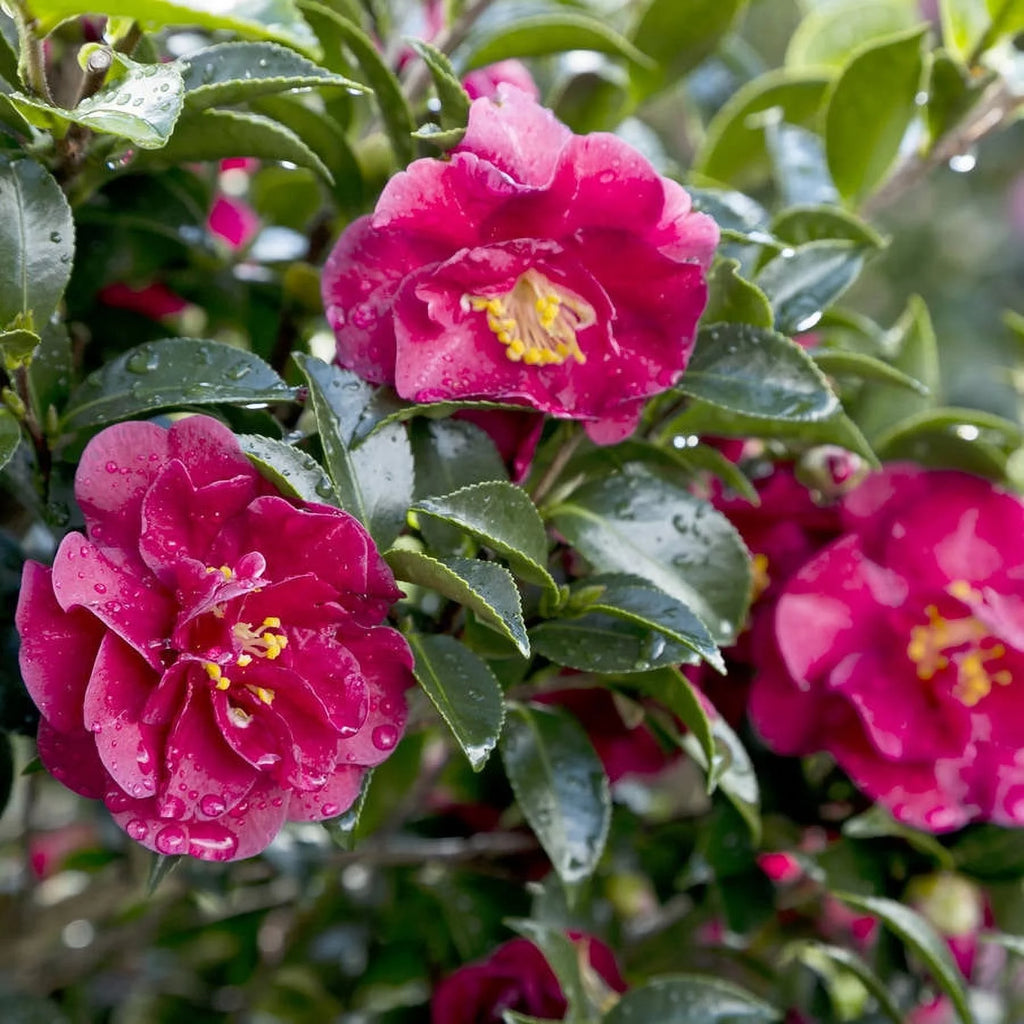 2.5 Quart Flowering Evergreen Shrub with Red Blooms Q235