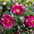 2.5 Quart Flowering Evergreen Shrub with Red Blooms Q235
