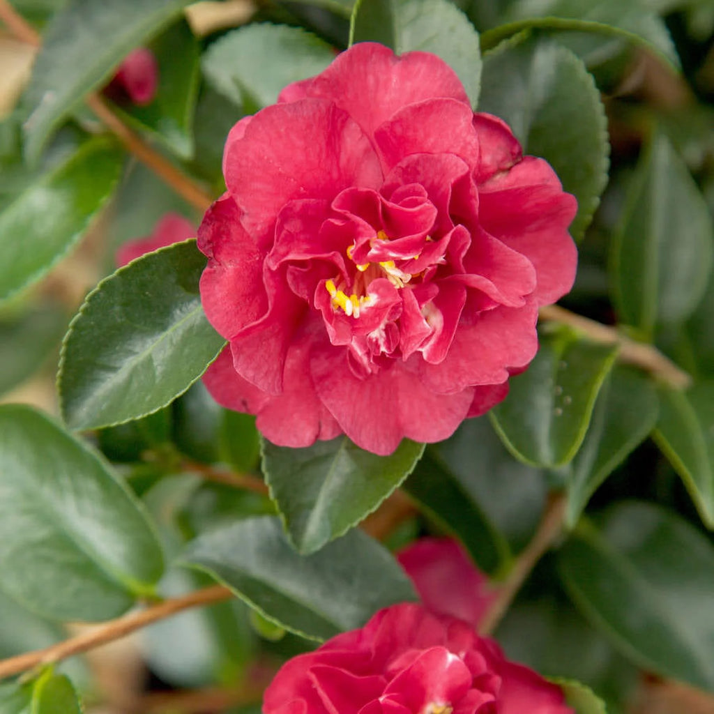2.5 Quart Flowering Evergreen Shrub with Red Blooms Q235
