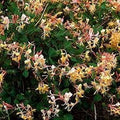 16 Oz Jasmine Honeysuckle Fragrance Oil E200951
