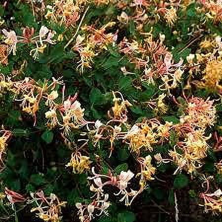 16 Oz Jasmine Honeysuckle Fragrance Oil E200951