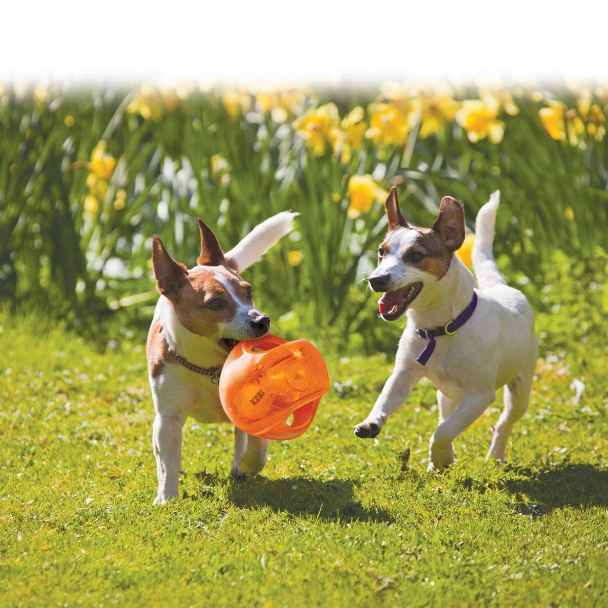 Jumbler Ball Dog Toy V45012